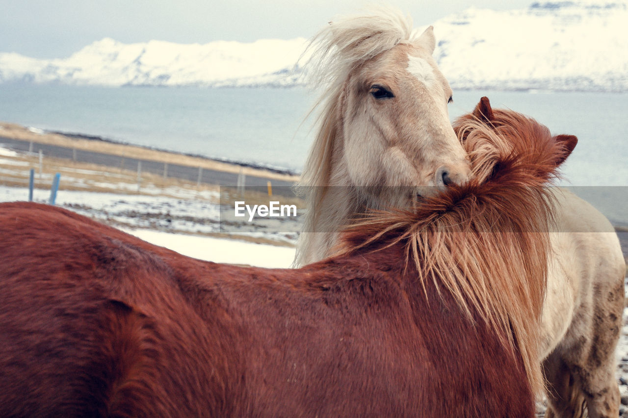 Close up horses hugging on snowy pasture concept photo