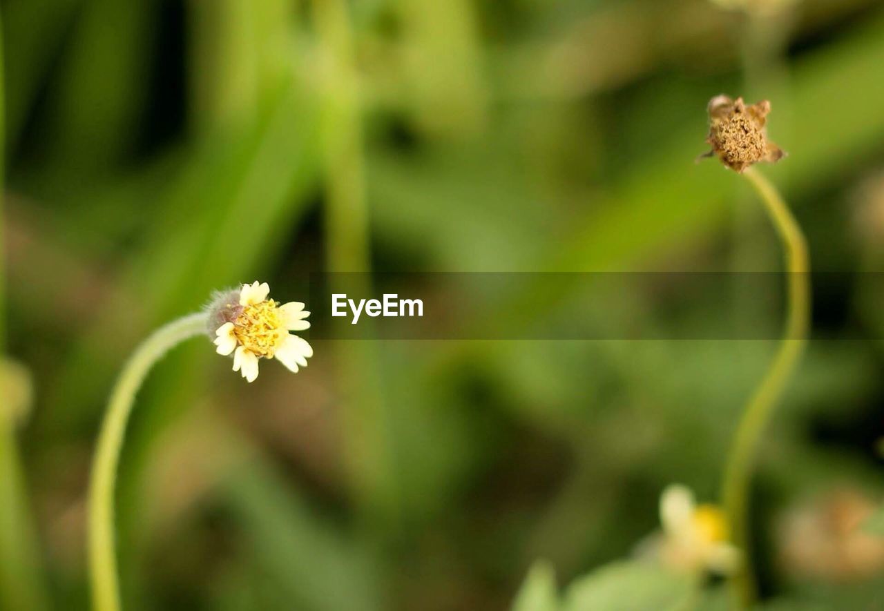 CLOSE-UP OF INSECT ON YELLOW FLOWER