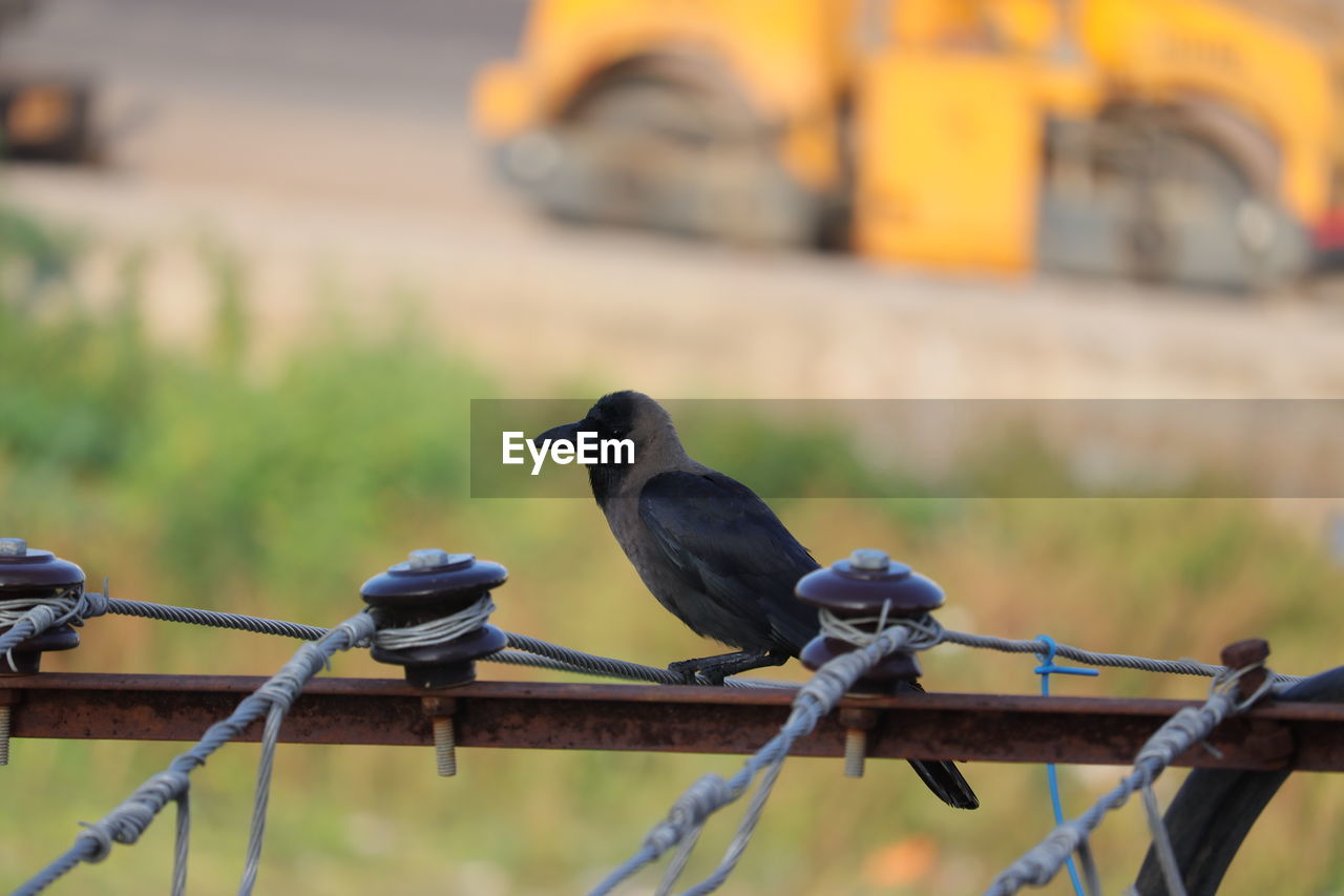 A black common crow bird perching on metal railing