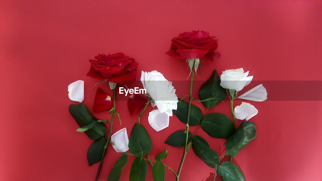 CLOSE-UP OF ROSE AGAINST RED WALL