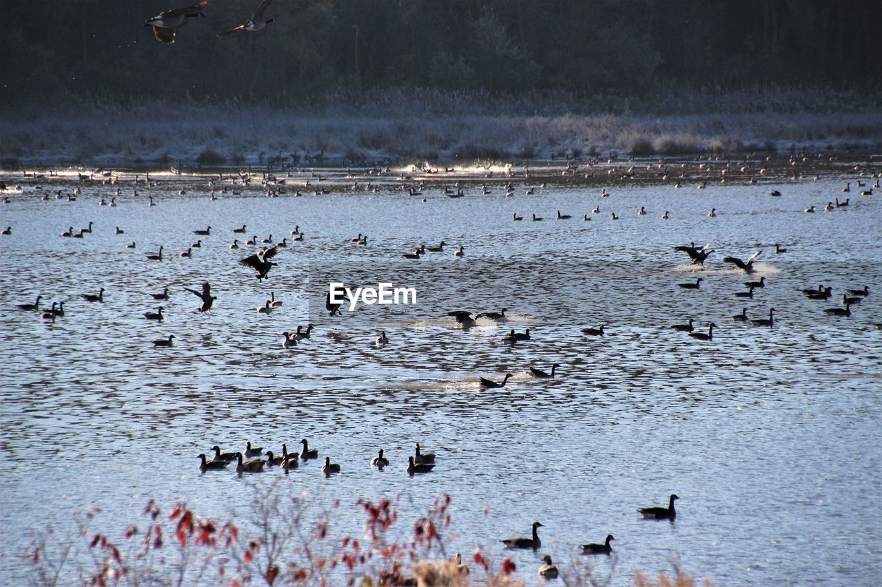 SWANS SWIMMING IN LAKE
