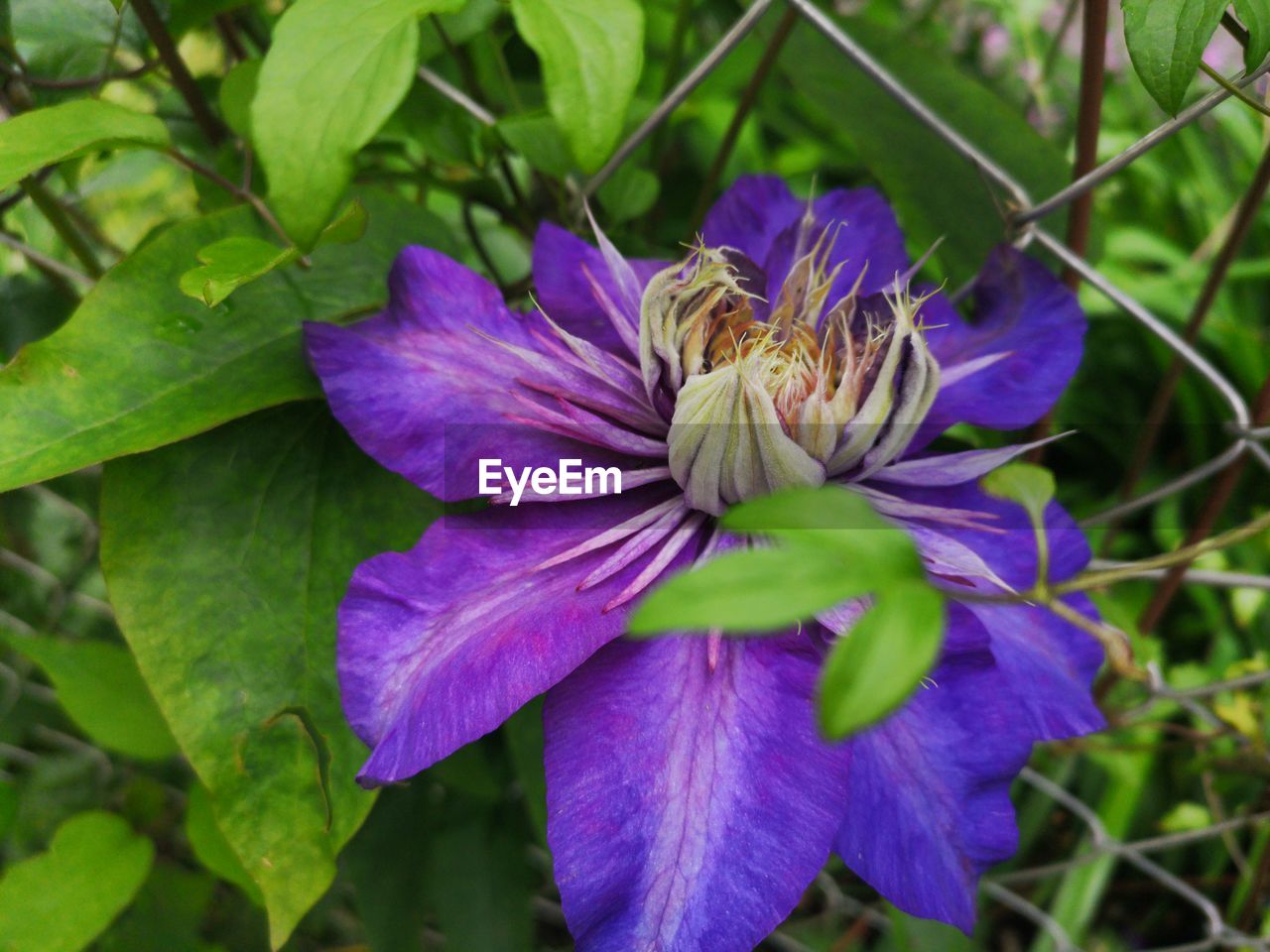 CLOSE-UP OF PURPLE IRIS FLOWER