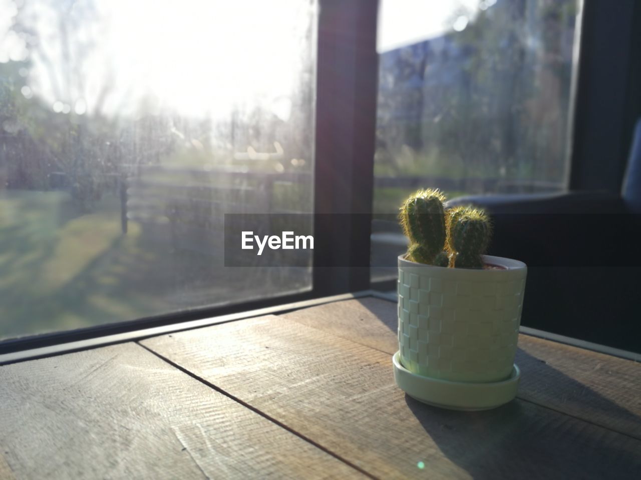 Potted plant on table by window, cactus. 