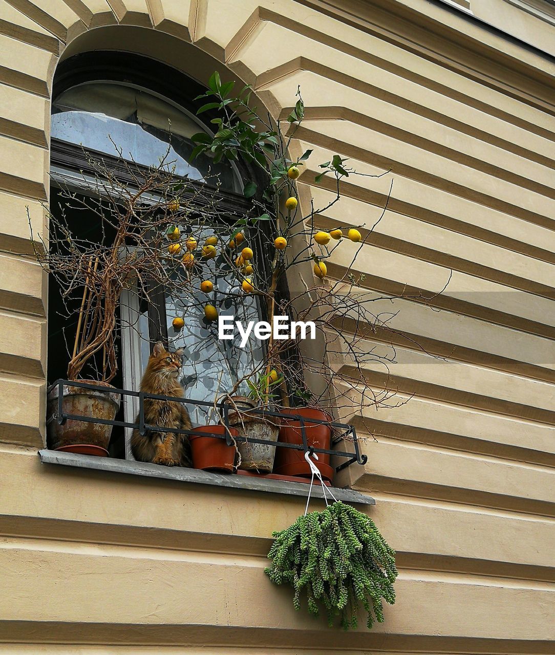 LOW ANGLE VIEW OF POTTED PLANT ON WINDOW