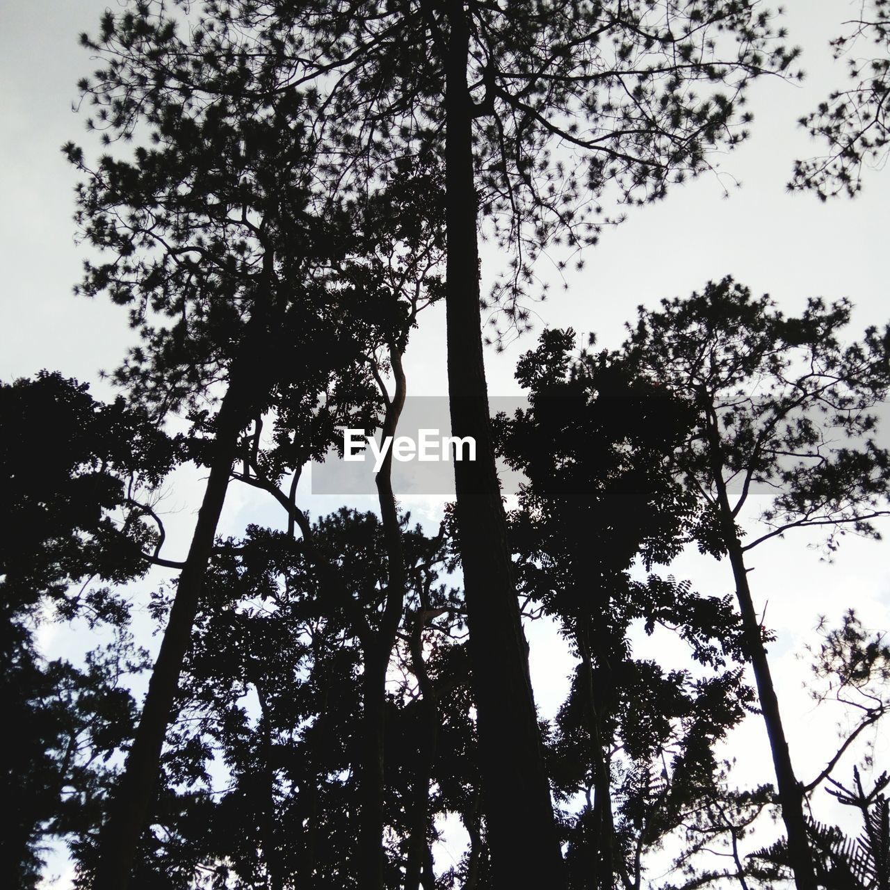 LOW ANGLE VIEW OF TREES AGAINST SKY