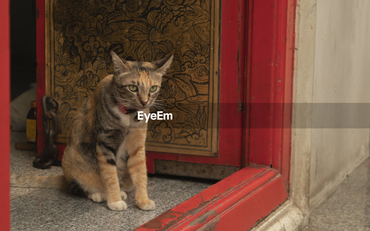 PORTRAIT OF CAT SITTING OUTSIDE HOUSE