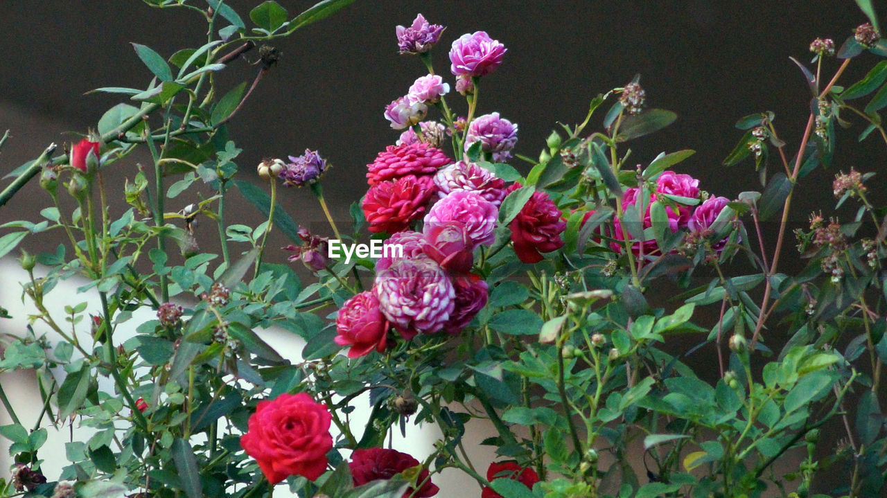 Pink roses blooming at park