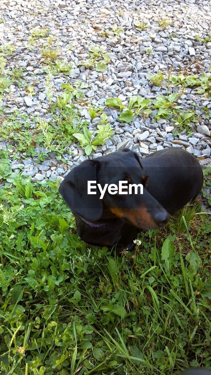 High angle view of dachshund on field