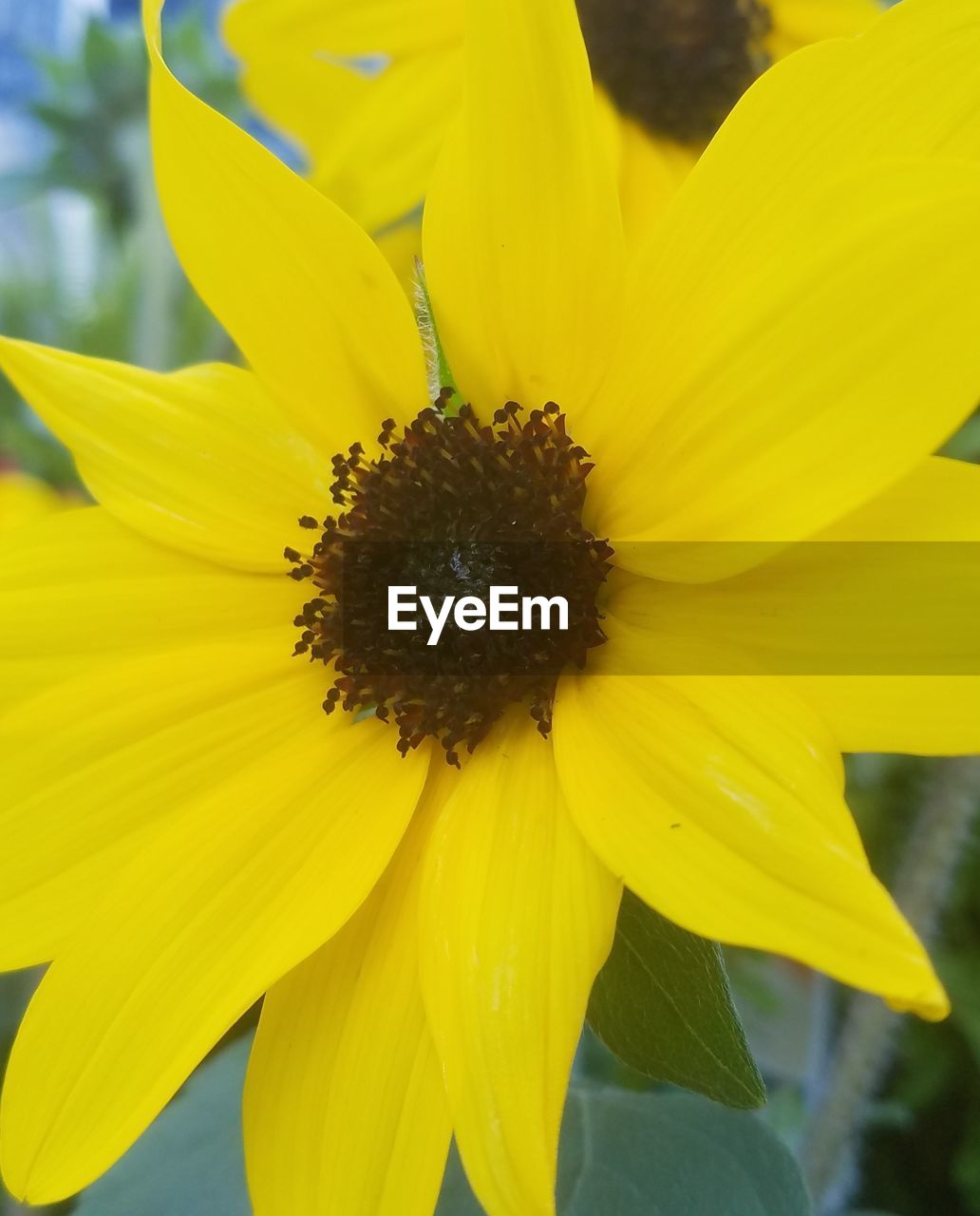 CLOSE-UP OF BEE ON SUNFLOWER