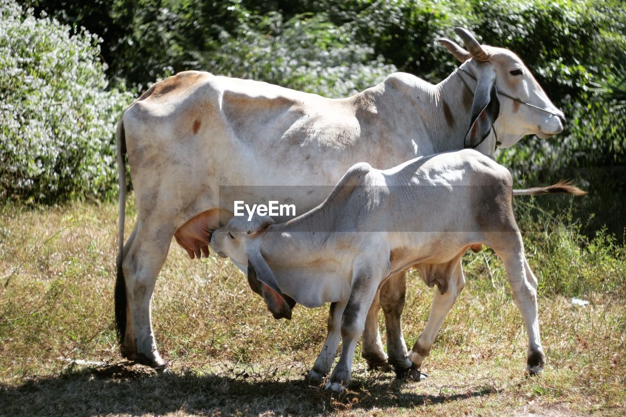 Cows on field