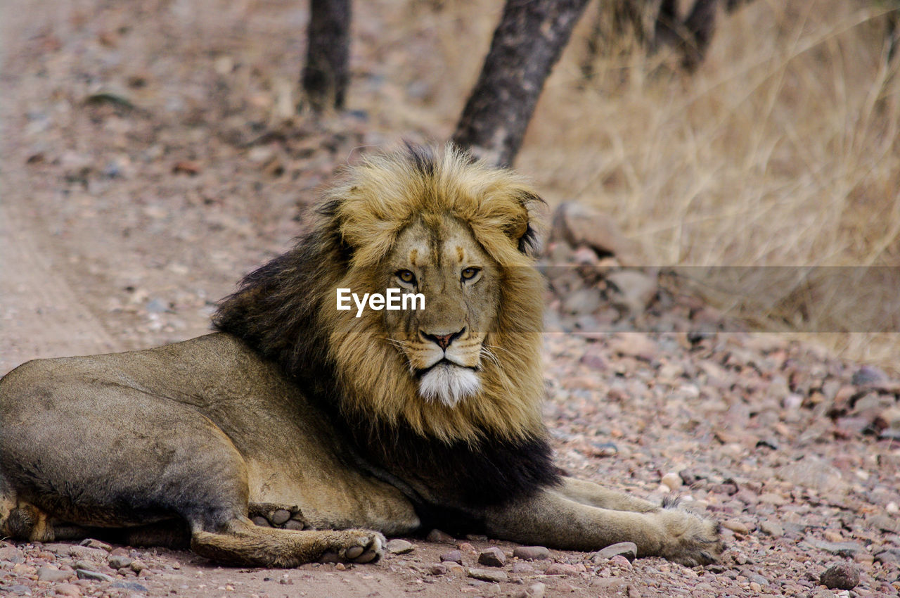 Portrait of lion sitting on field