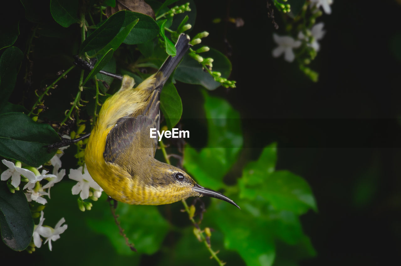 CLOSE-UP OF BIRD PERCHING ON A PLANT