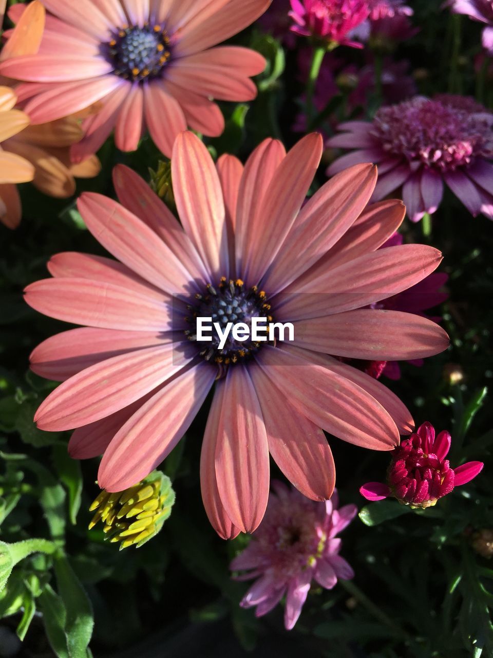 Close-up of pink flowers