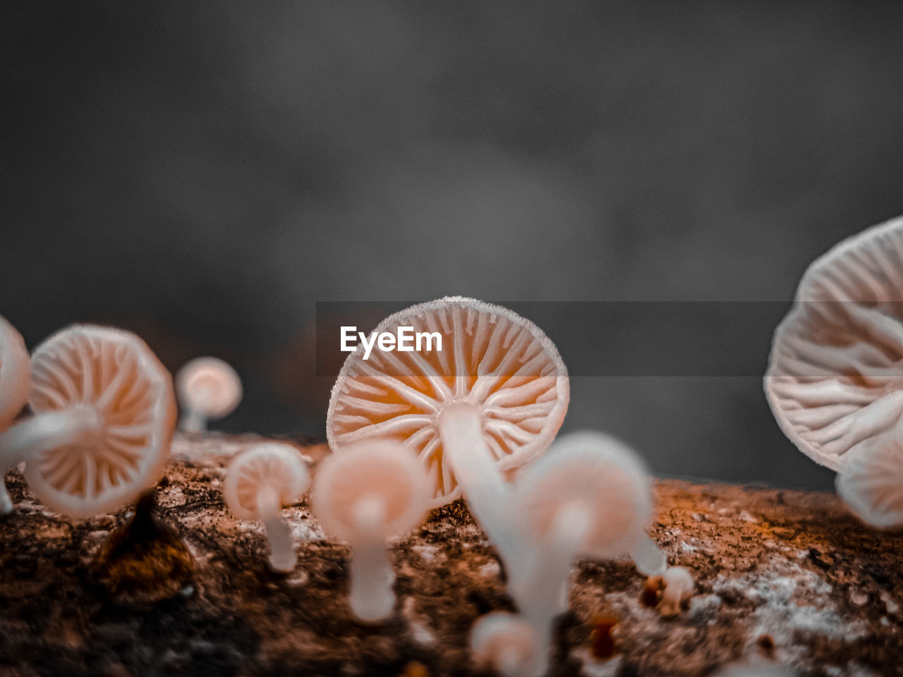 close-up of mushrooms growing outdoors