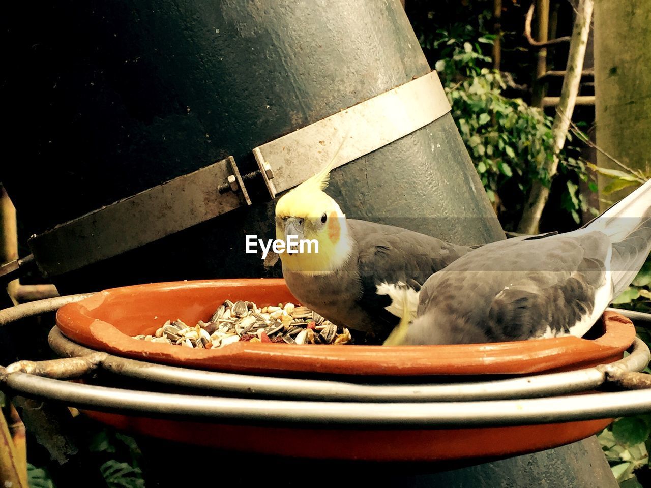 HIGH ANGLE VIEW OF BIRD PERCHING ON WOOD