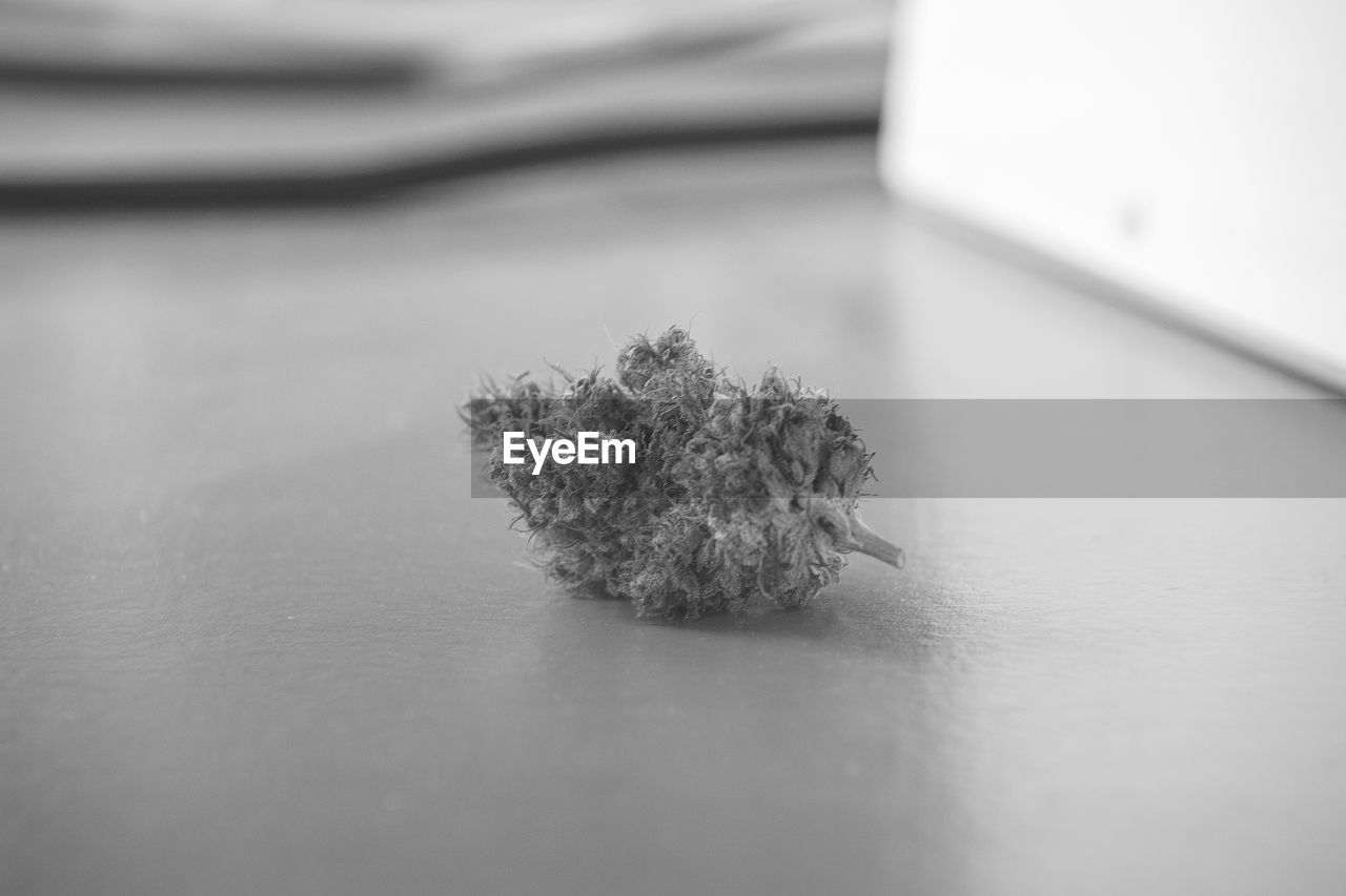CLOSE-UP OF CIGARETTE AND TABLE ON PLANT