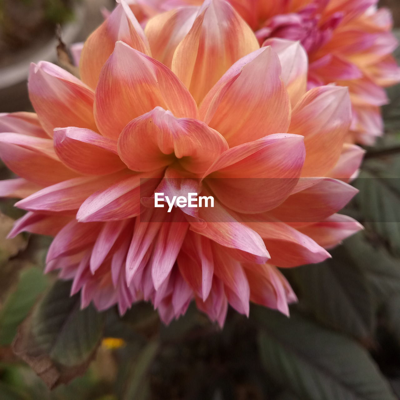 CLOSE-UP OF FLOWERS BLOOMING