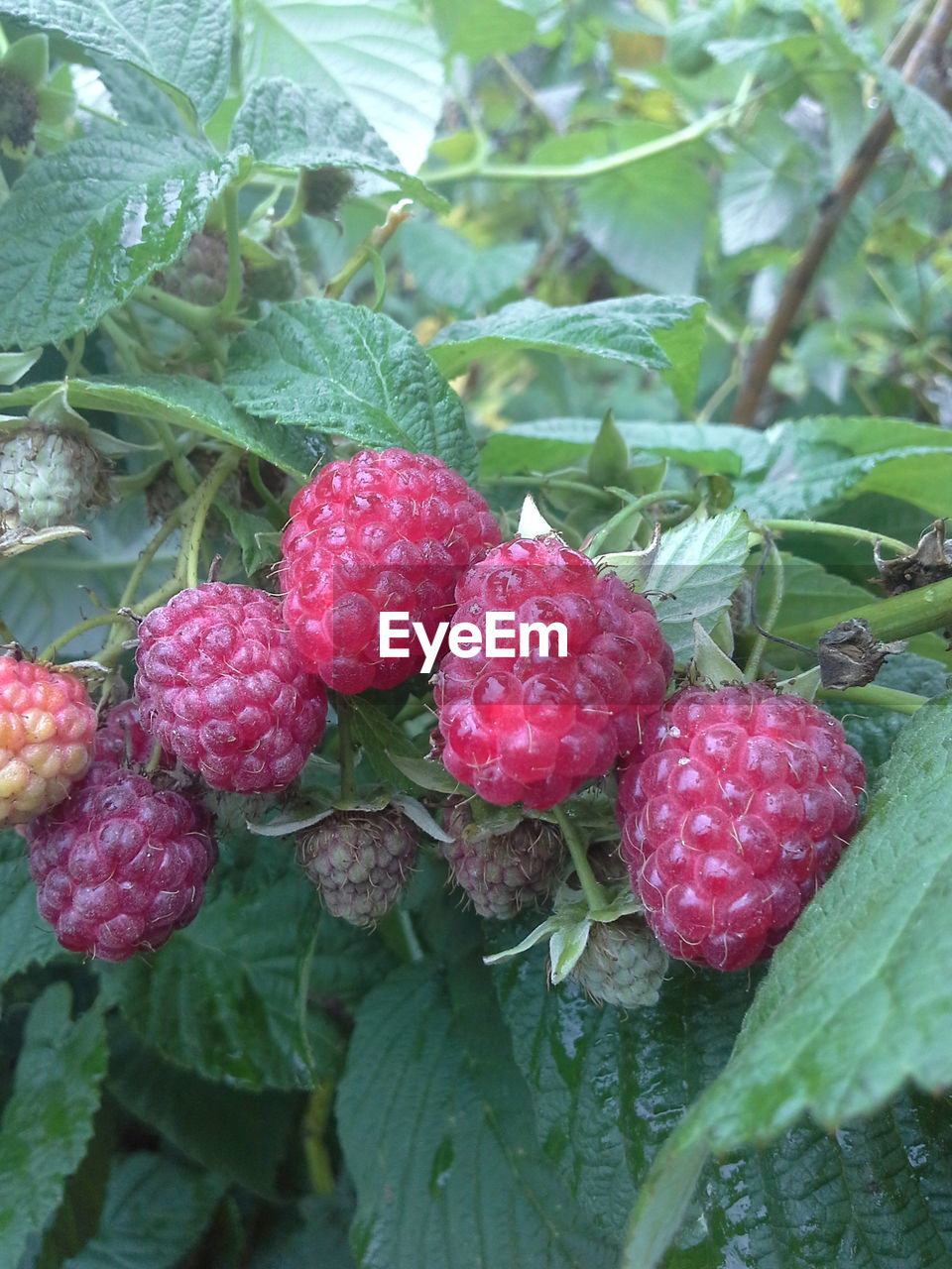 CLOSE-UP OF RED BERRIES ON TREE