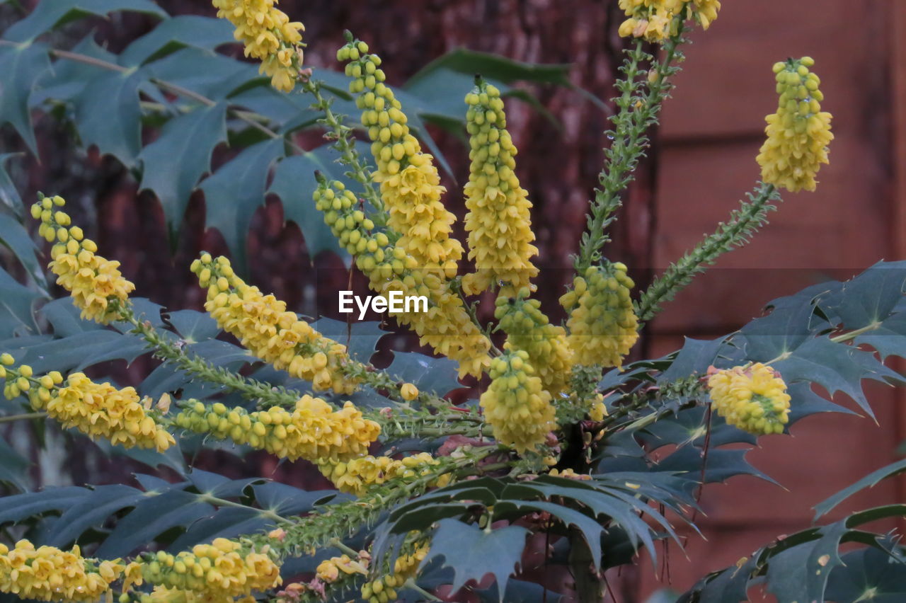 Close-up of yellow flowering plant