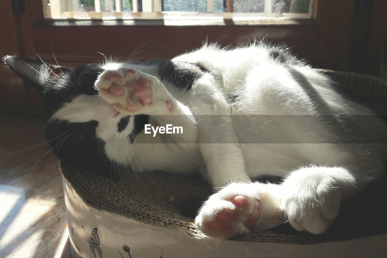 Close-up of cat resting on bed against white wall