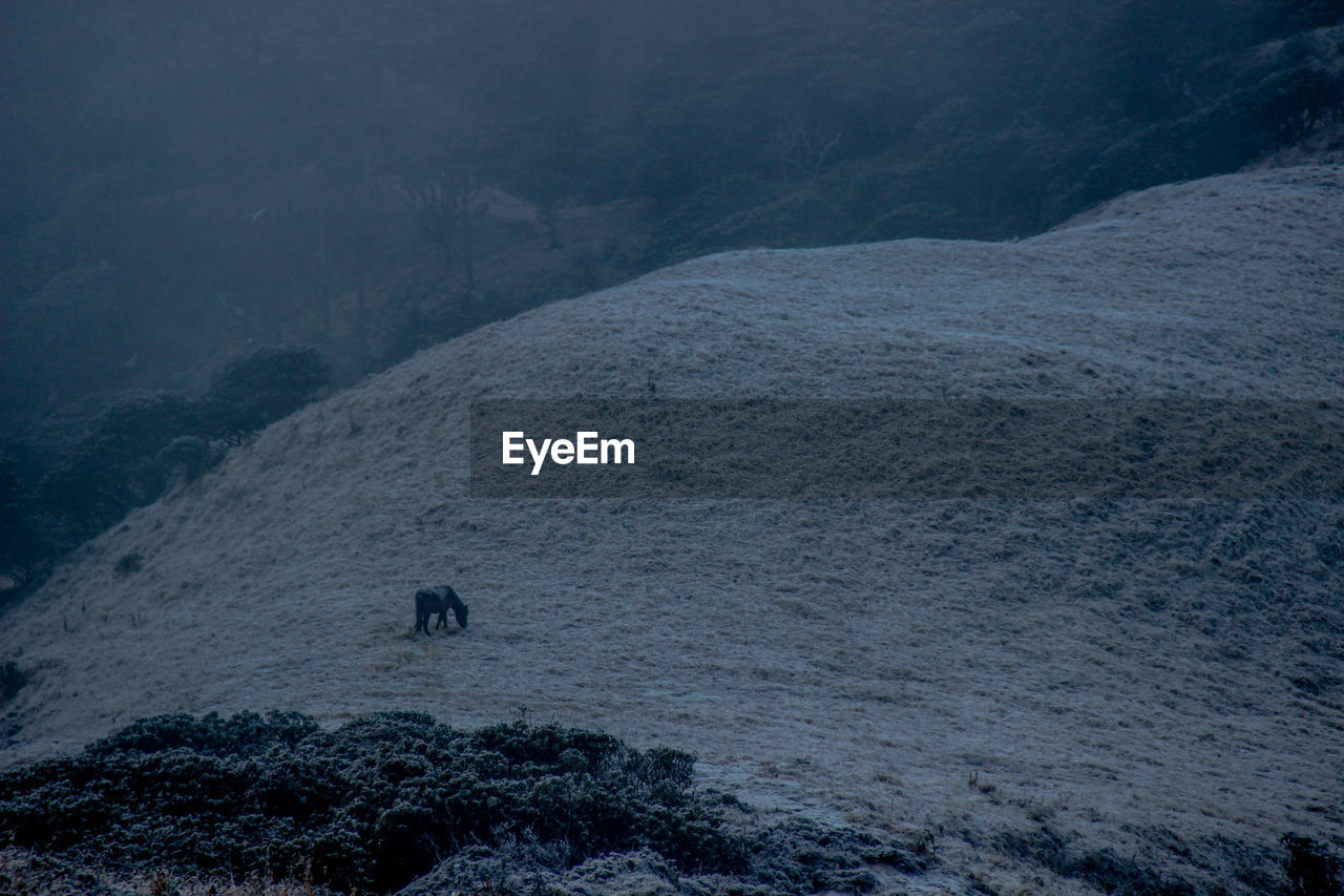 High angle view of horse on landscape