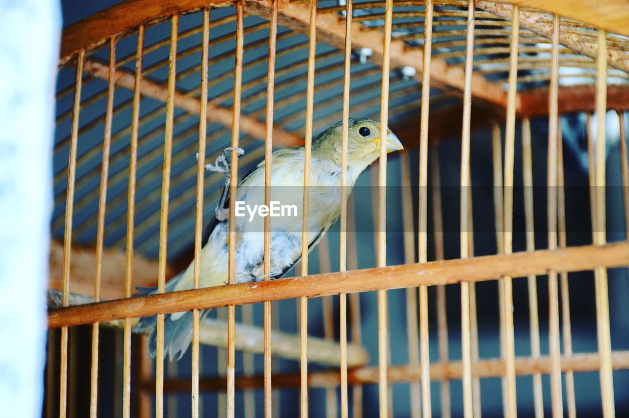 Close-up of budgerigar  in cage