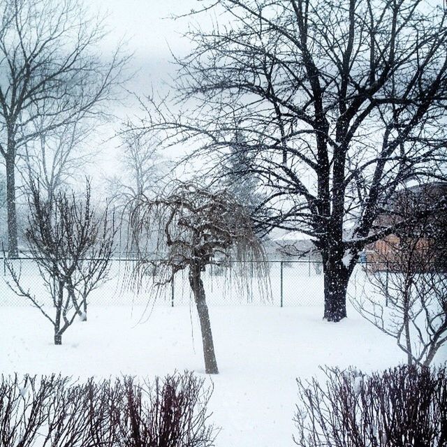 TREES ON SNOW COVERED FIELD