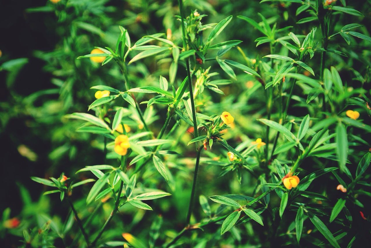 Close-up of flowers