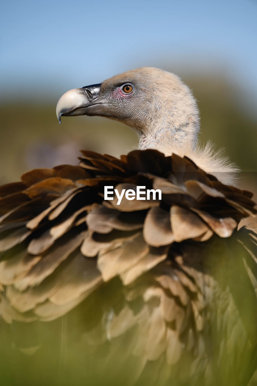Portrait of a vulture posing at sunset while looking away in a blurred background