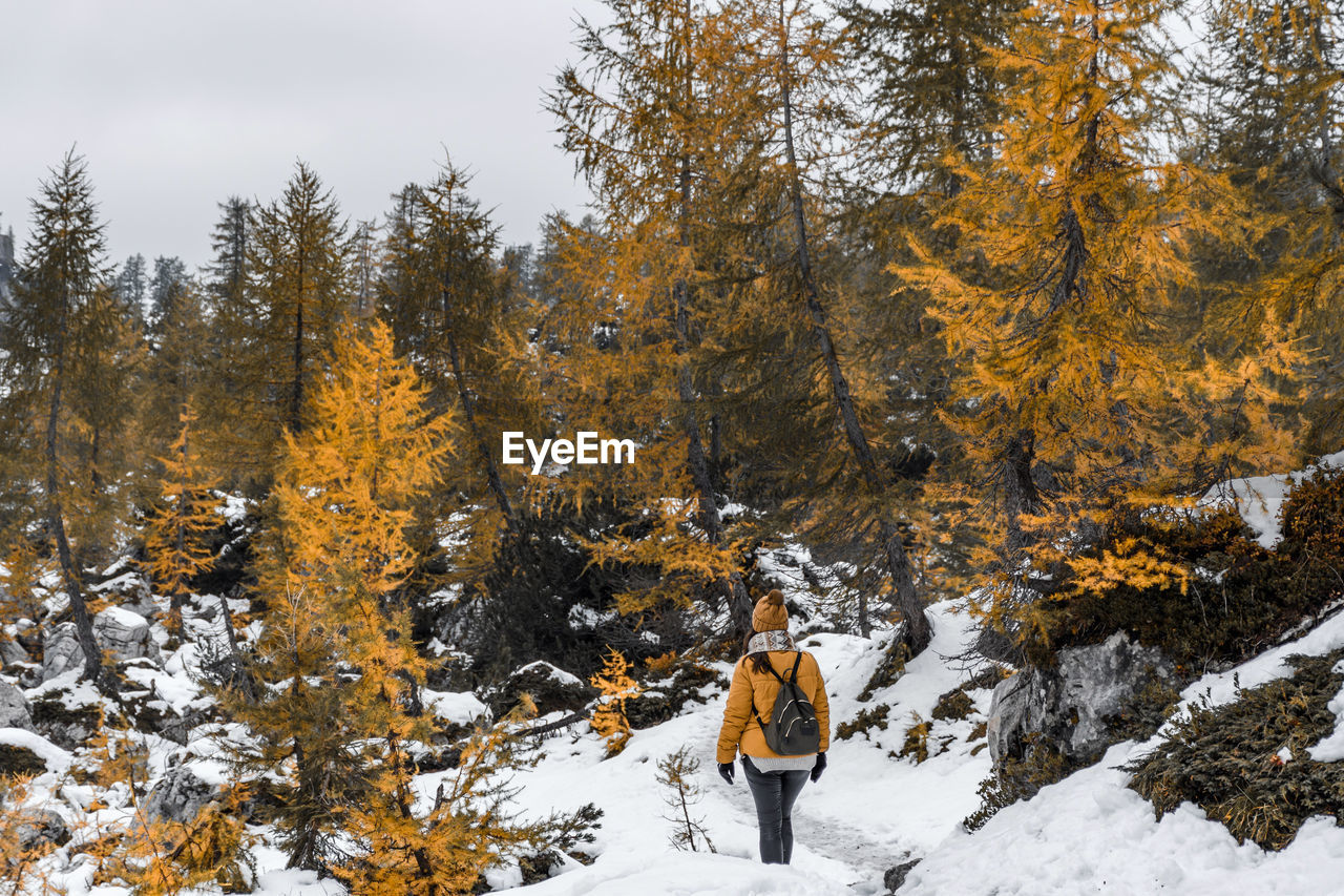 tree, snow, winter, cold temperature, nature, plant, leisure activity, forest, beauty in nature, land, coniferous tree, one person, mountain, scenics - nature, pinaceae, full length, pine tree, environment, pine woodland, adult, day, autumn, hiking, landscape, adventure, walking, footwear, travel, activity, men, vacation, warm clothing, clothing, sports, outdoors, holiday, trip, non-urban scene, sky, winter sports, travel destinations, woodland, lifestyles, rear view, tranquil scene, tranquility, mountain range, young adult, backpack, recreation, wilderness