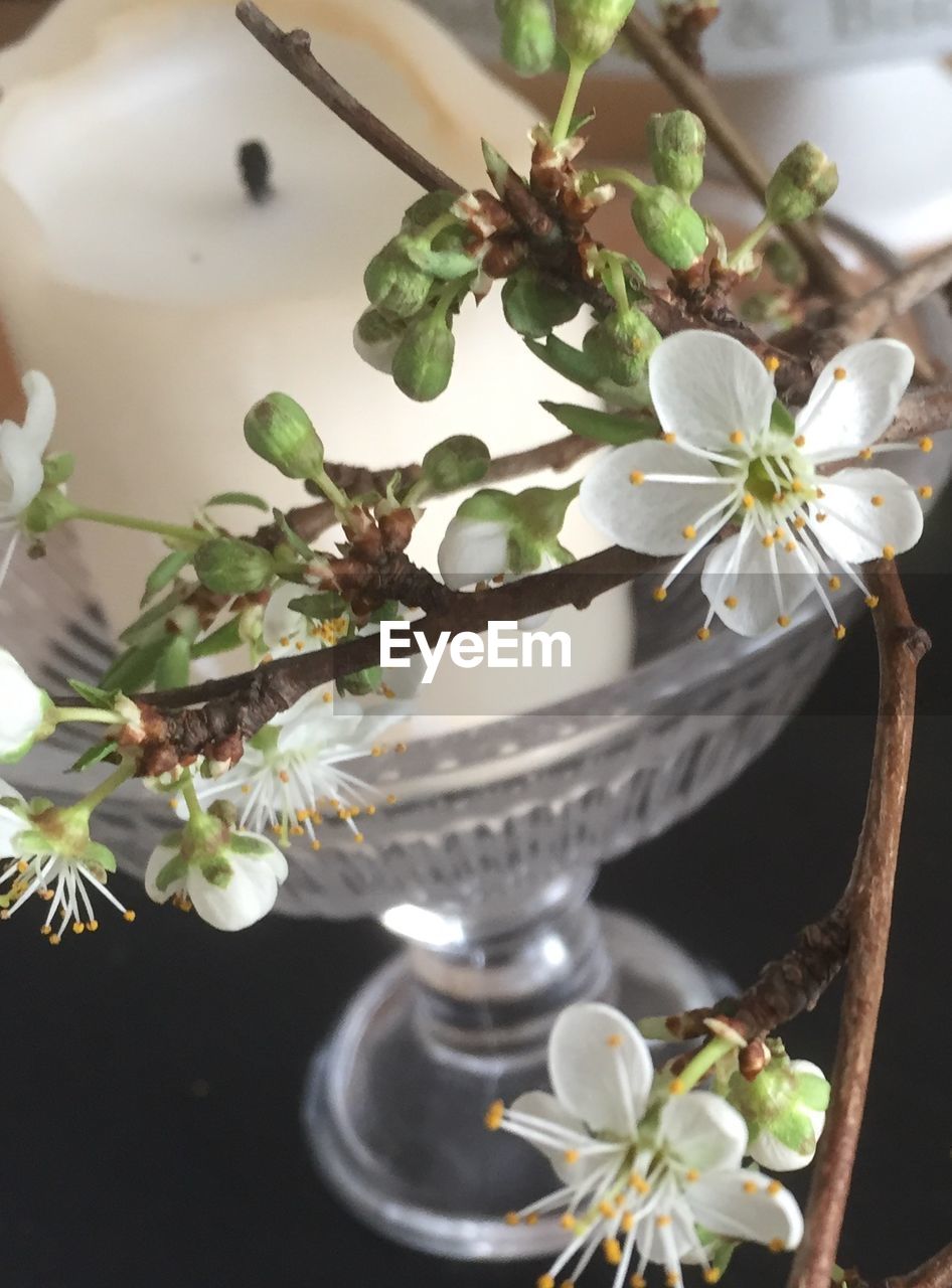 CLOSE-UP OF WHITE FLOWERS BLOOMING