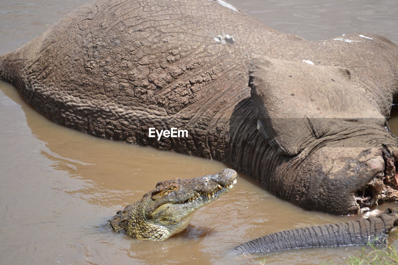 VIEW OF TURTLE IN SEA