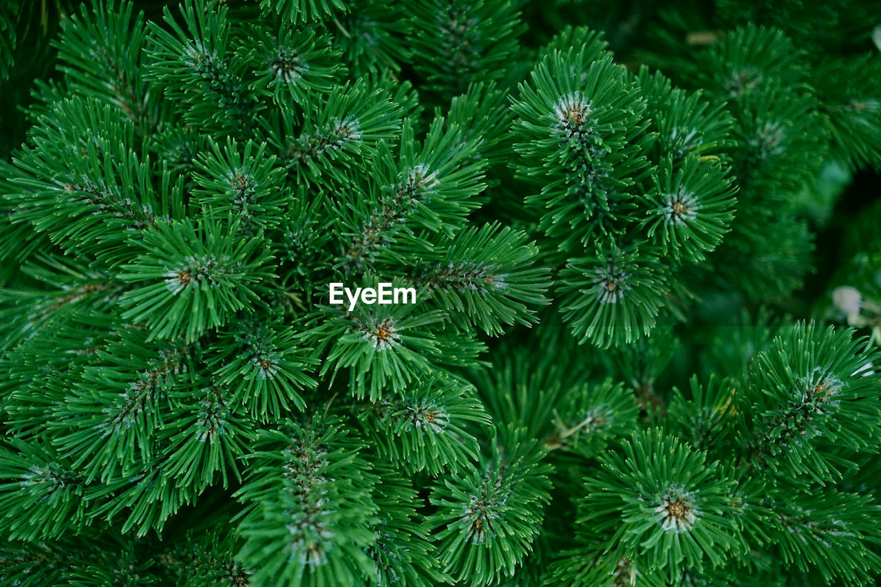 Green background of pine tree branches