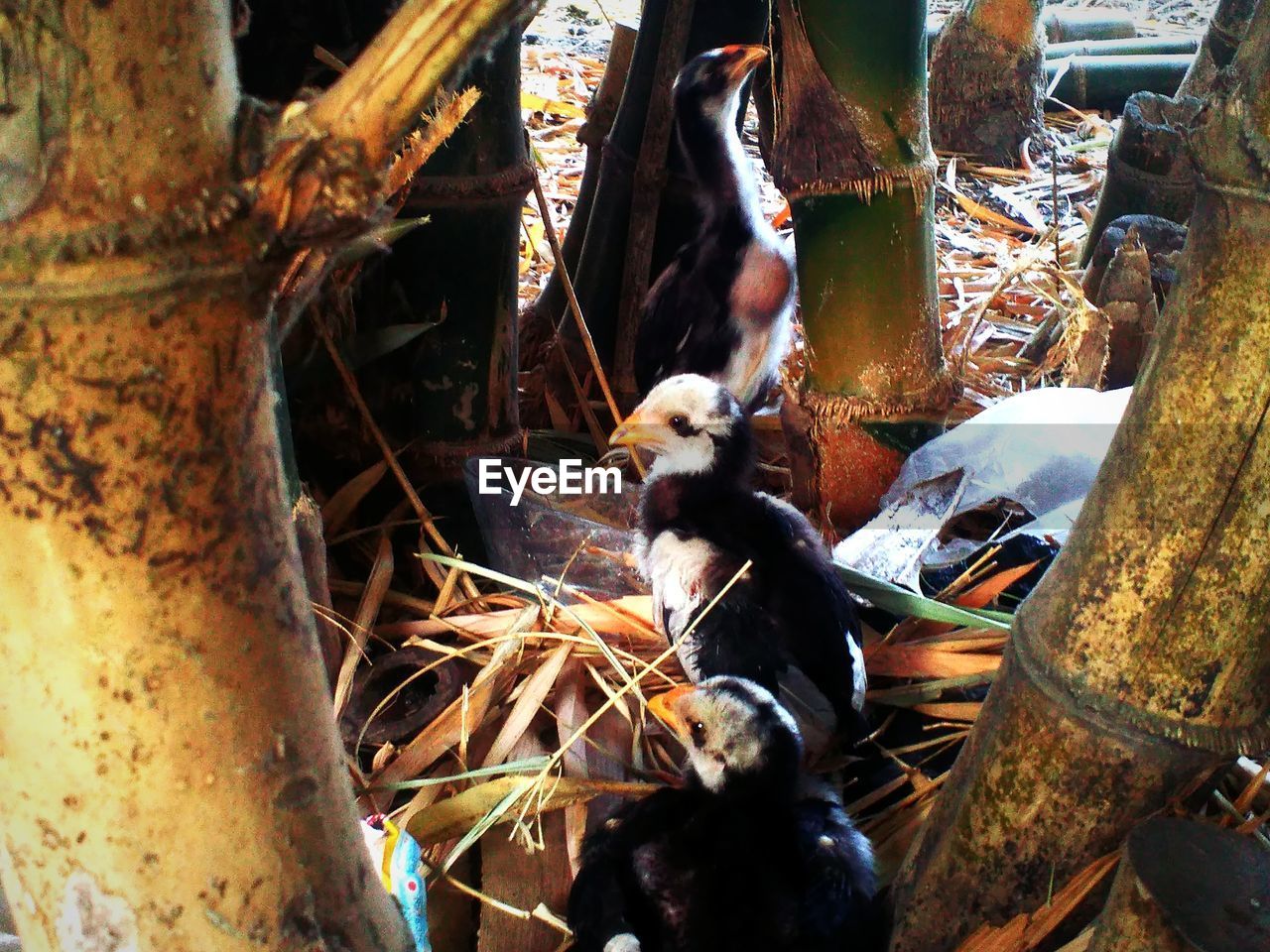VIEW OF BIRDS PERCHING ON NEST