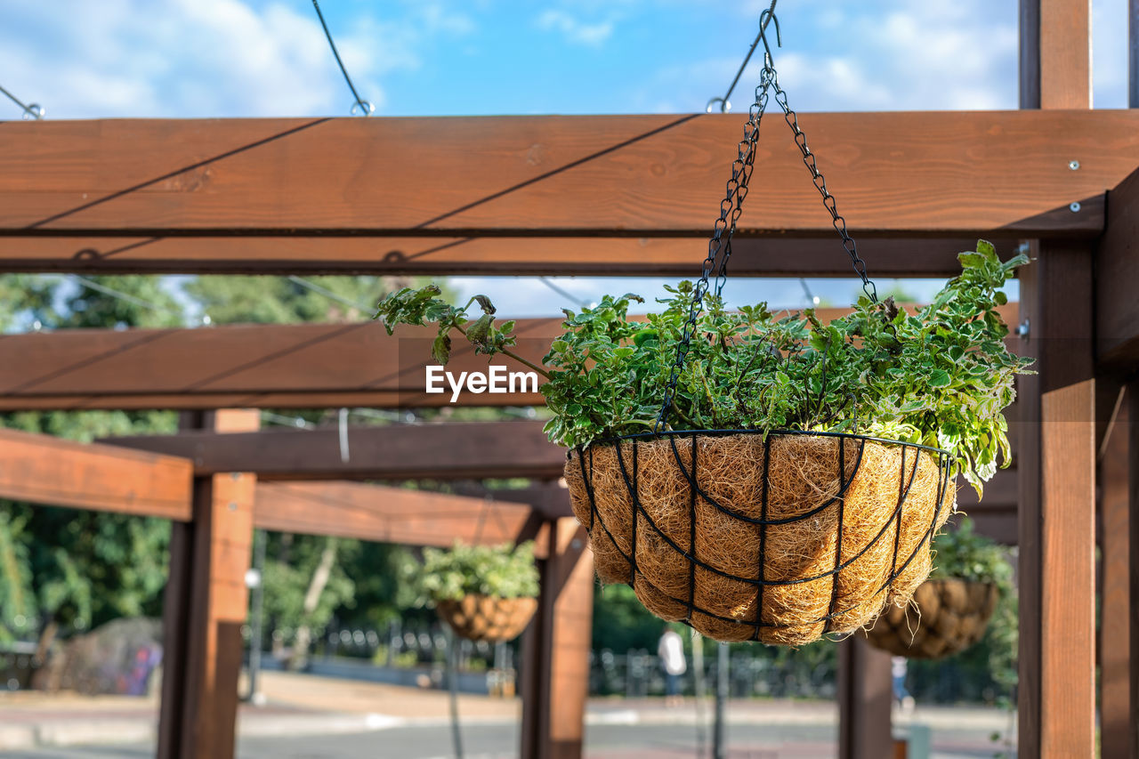 LOW ANGLE VIEW OF POTTED PLANTS HANGING ON ROOF