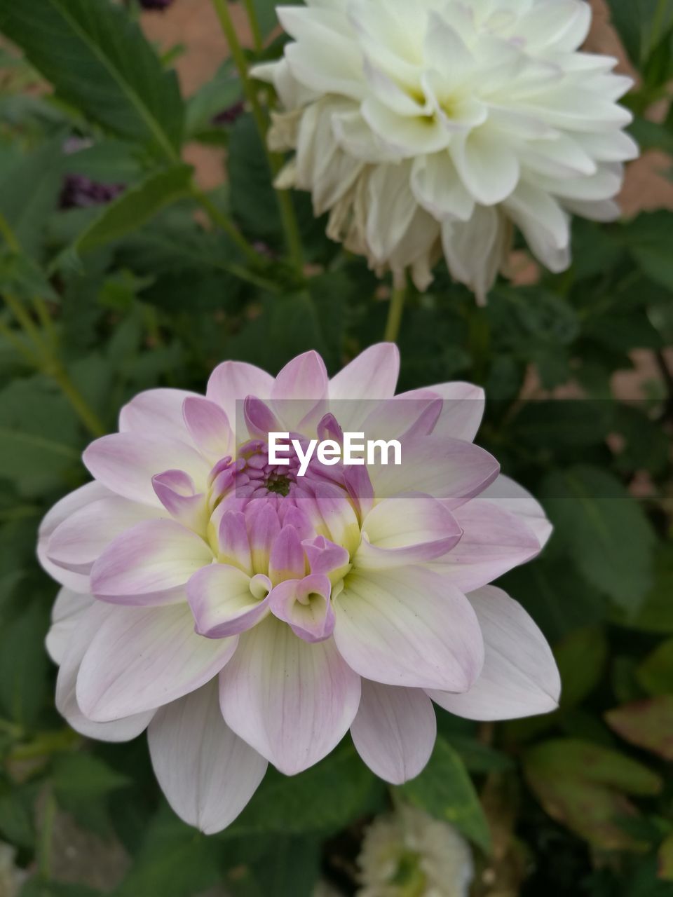 CLOSE-UP OF FLOWERS BLOOMING