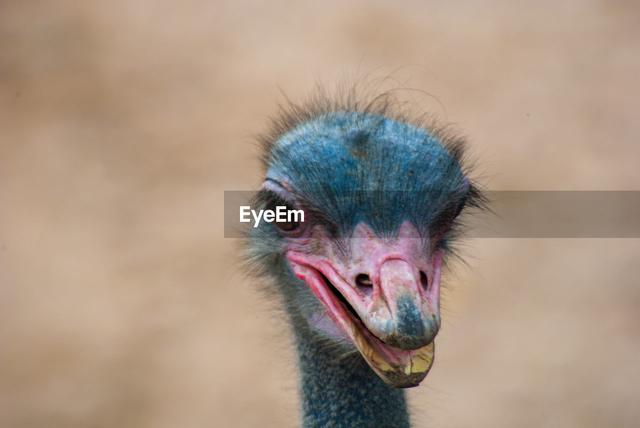 Close-up of ostrich with beak open