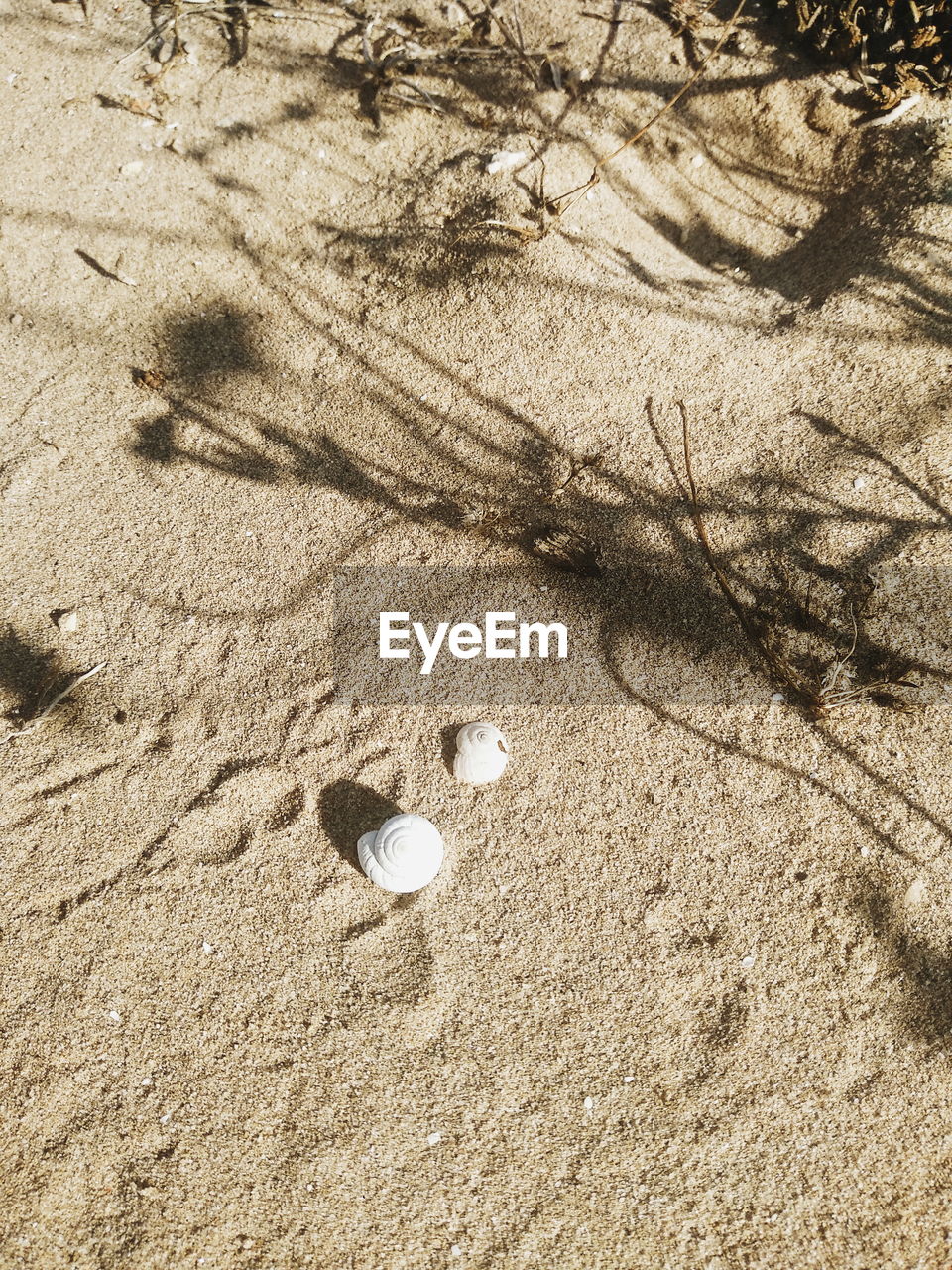 HIGH ANGLE VIEW OF SEASHELL ON SAND