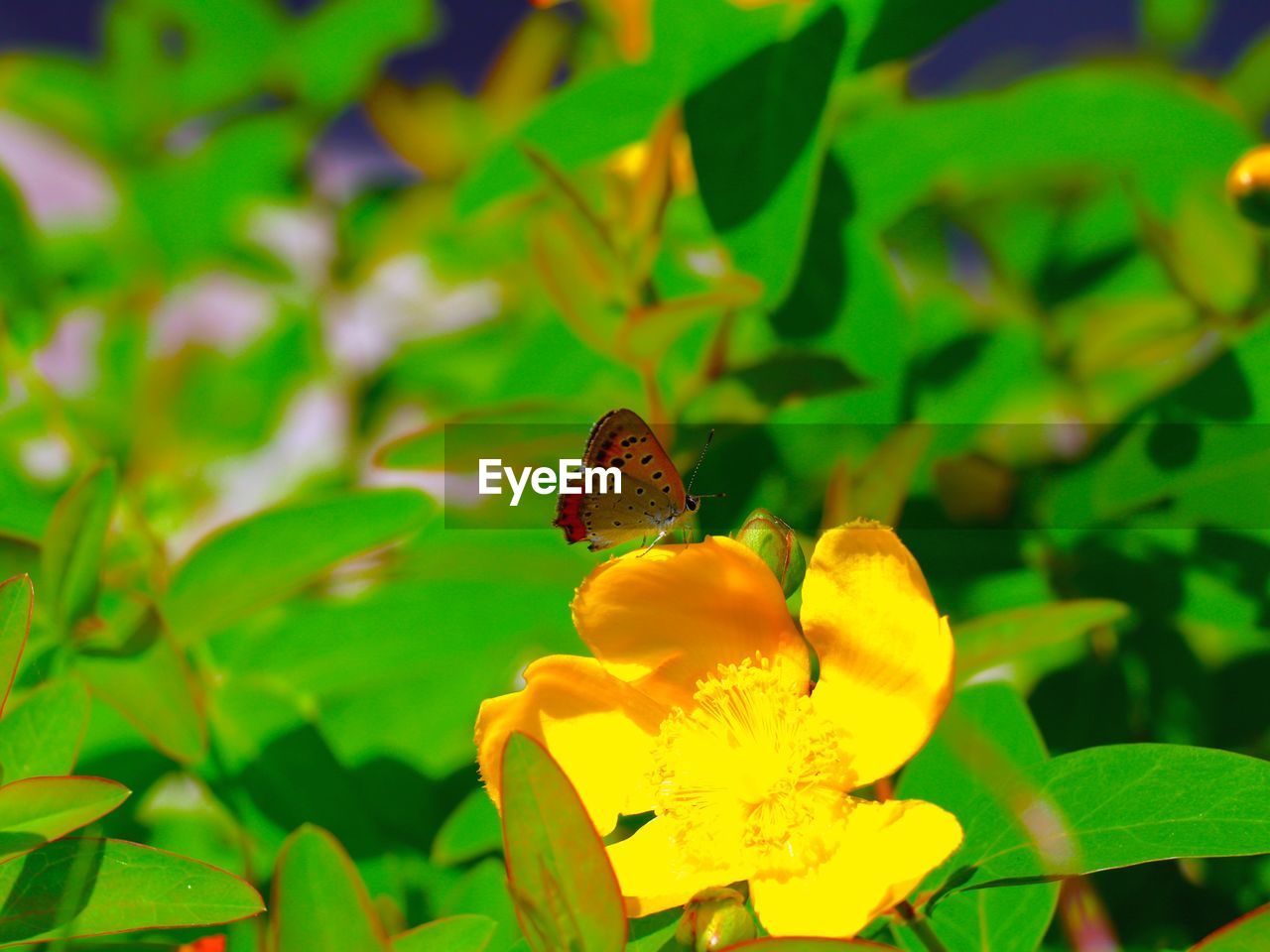 CLOSE-UP OF BUTTERFLY POLLINATING FLOWER