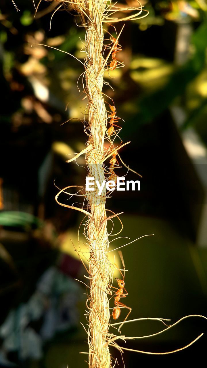 Close-up of ants on rope hanging outdoors