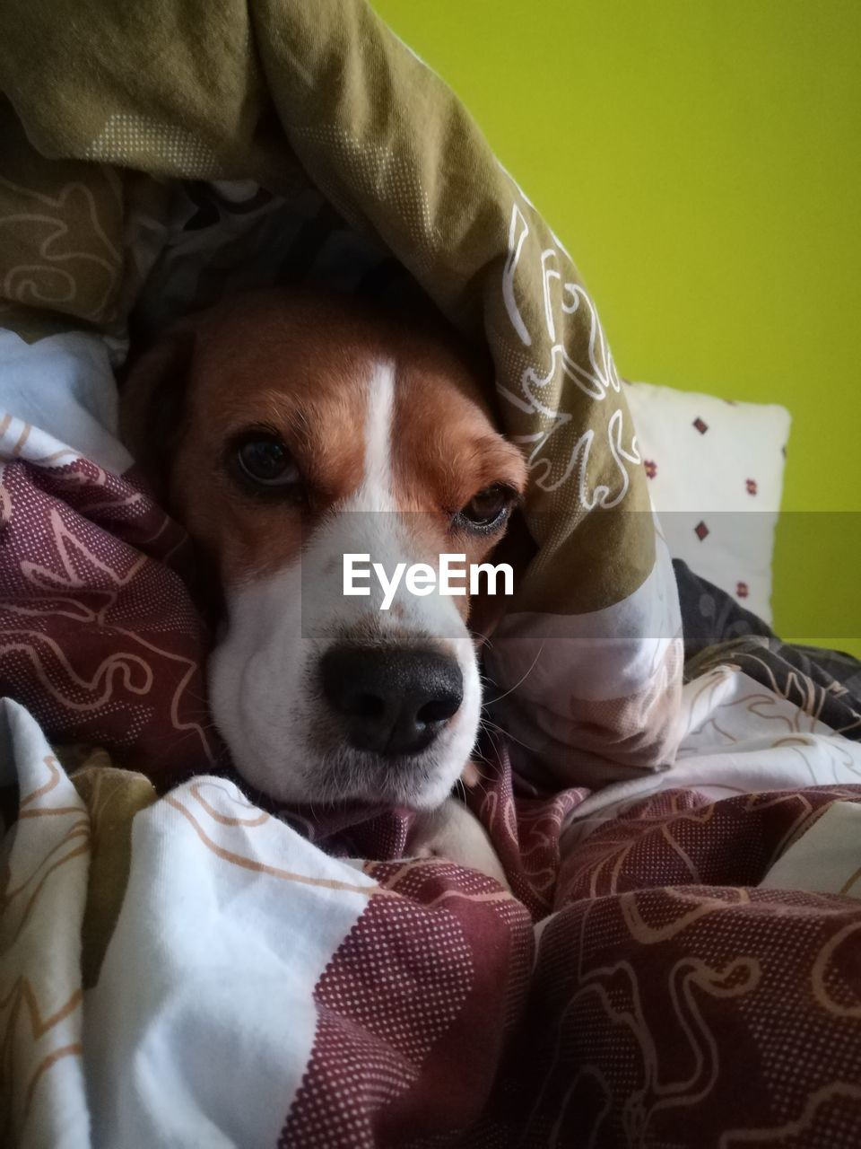 DOG RELAXING ON BED AT HOME