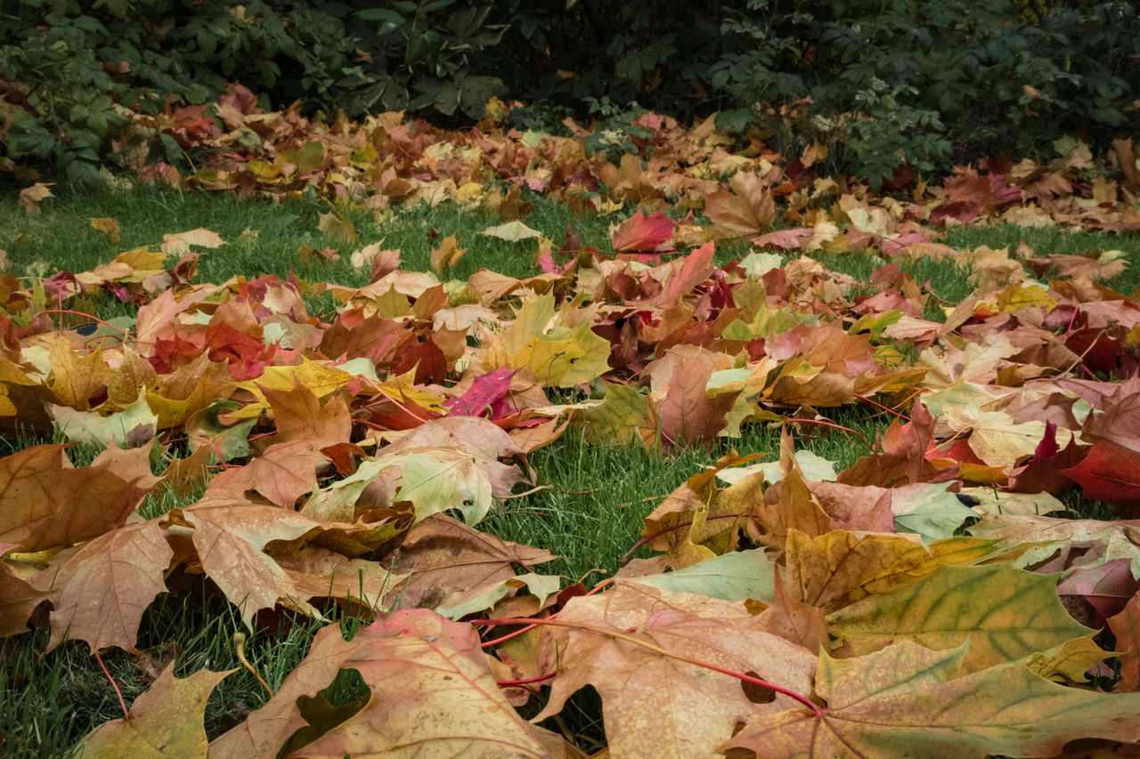 HIGH ANGLE VIEW OF LEAVES ON FIELD