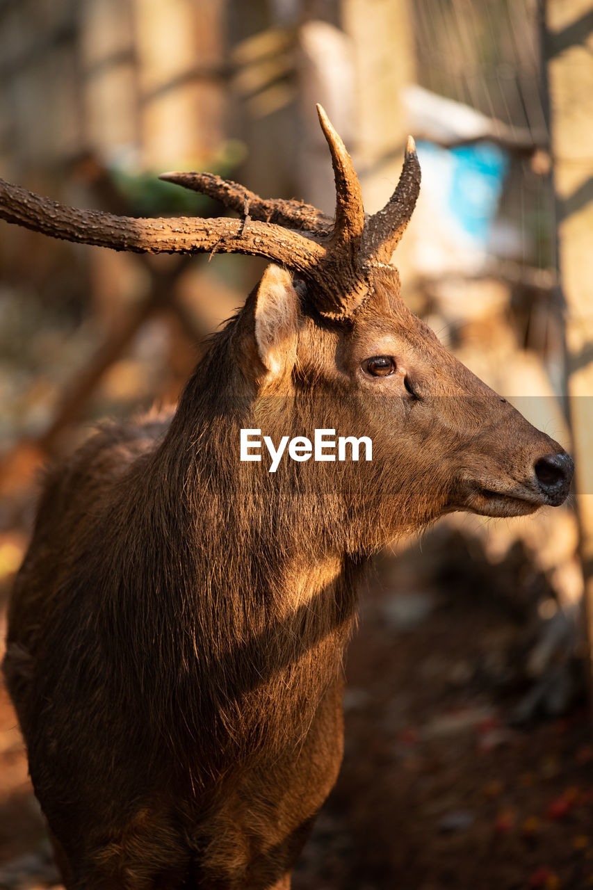 CLOSE-UP OF DEER LOOKING AWAY ON FIELD