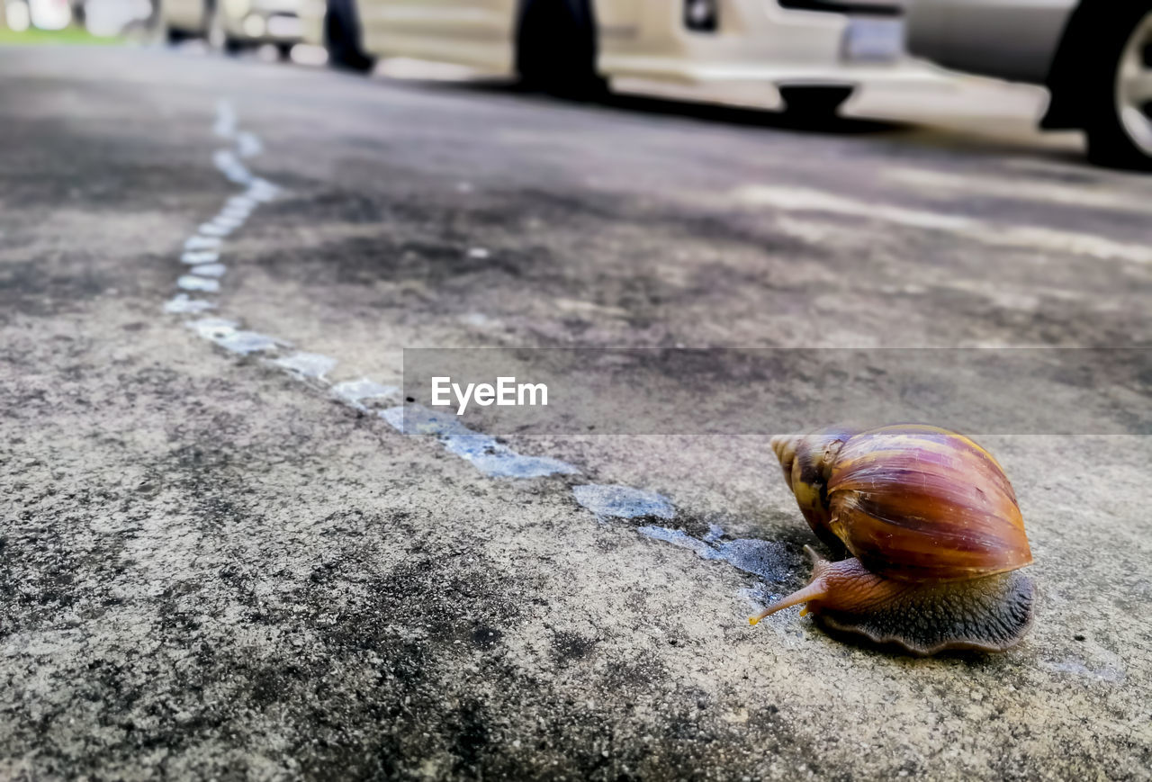 CLOSE-UP OF SNAIL