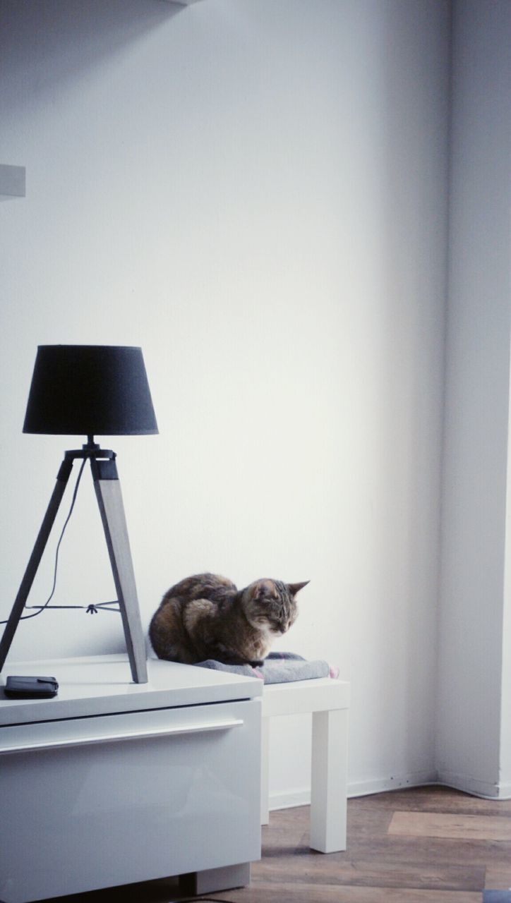 Cat on seat by lamp at home