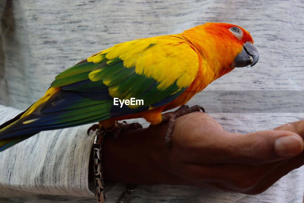 CLOSE-UP OF HAND HOLDING BIRD PERCHING ON FINGER