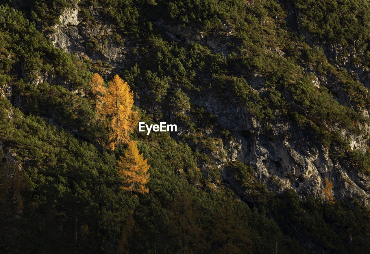 High angle view of trees in forest at lago di braies in dolomites mountains 