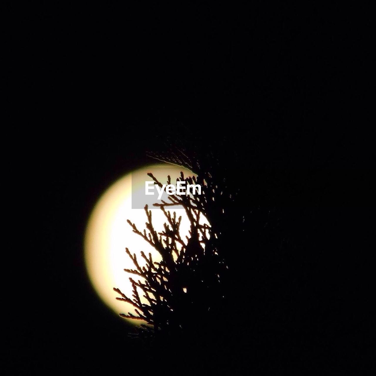 View of full moon behind pine needles in night sky