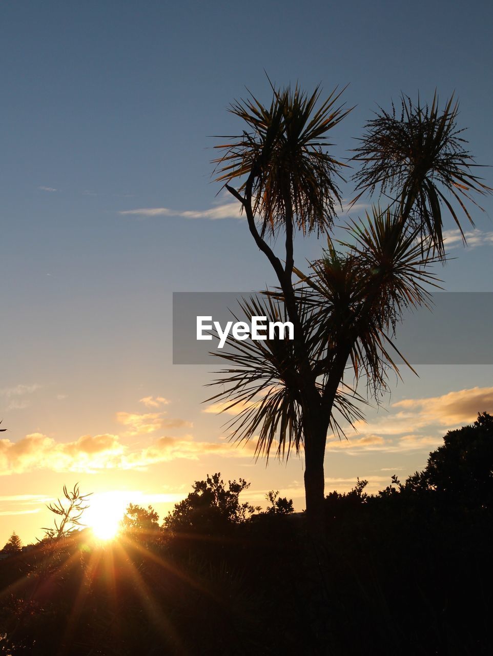 SILHOUETTE PALM TREES AGAINST SKY DURING SUNSET