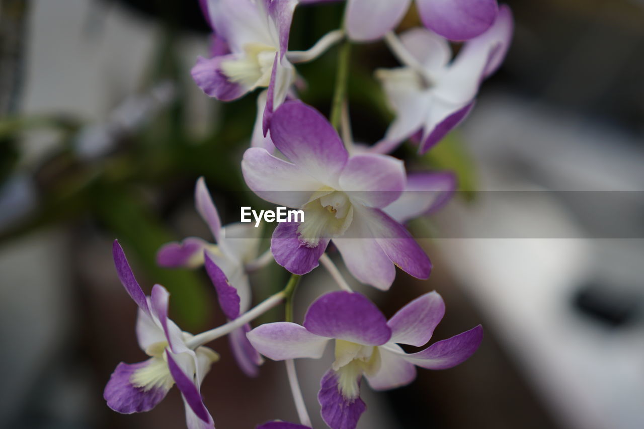 CLOSE-UP OF PURPLE FLOWERS BLOOMING